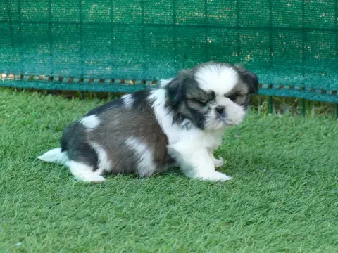 Shih Tzu  Bagherra Du Temps Des Amazones photo 3