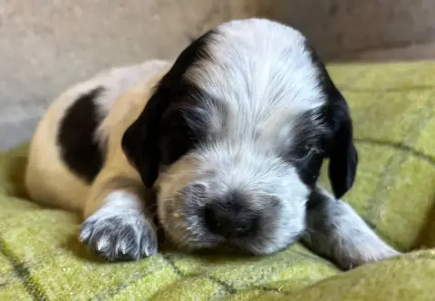 Cocker Spaniel Anglais  B............ Des Etangs De D 9e19e