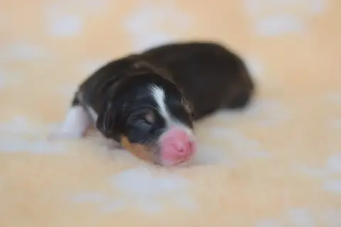 Berger Australien  Chiot 8 Roz Liammet photo 2