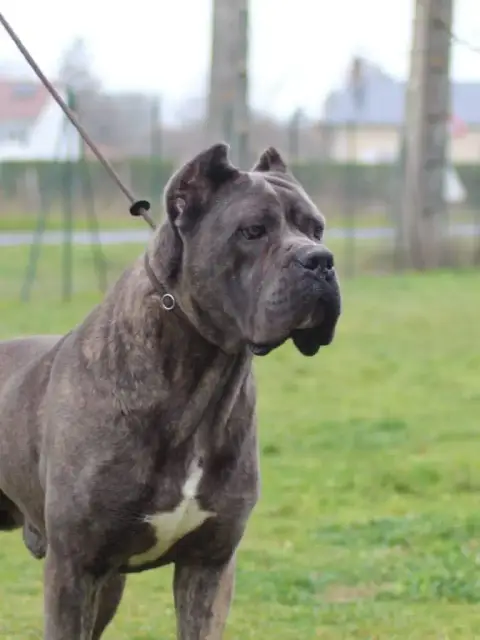 Cane Corso  Chiot 5 Des Monts D'Ardeche photo 2