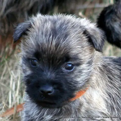 Cairn Terrier photo 2