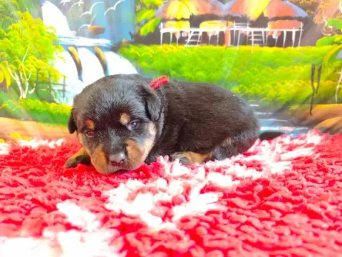 Rottweiler photo 2