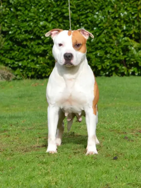 American Staffordshire Terrier  Chiot N°3 De La Vallé f3342 photo 3
