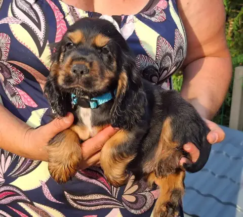 Adopter Cocker Spaniel Anglais 
                        Barok 7dda7