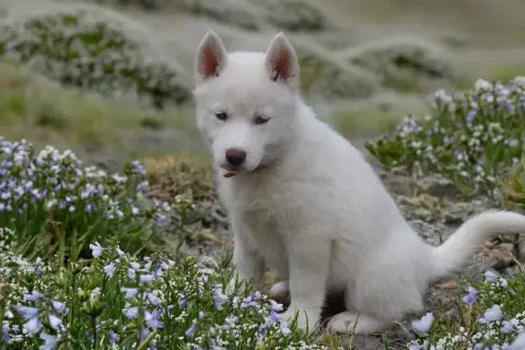Siberian Husky  Boreas Hivana Siberian Southeast photo 3