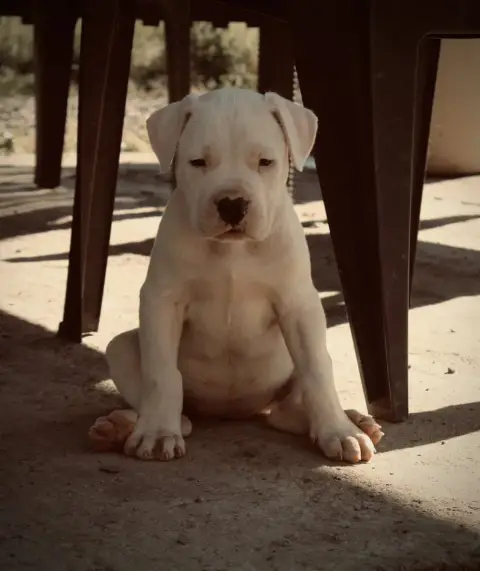 Dogo Argentino  B... Del Sueño Latino Del Sueno Latin 200e2