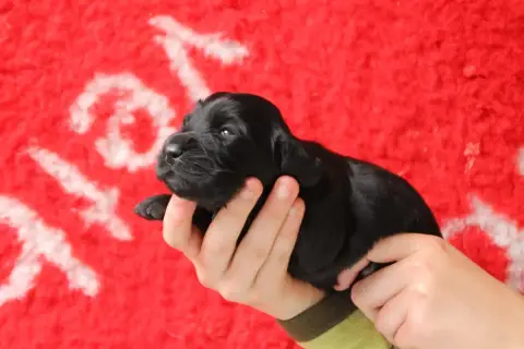 Cocker Spaniel Anglais  B Brush Master