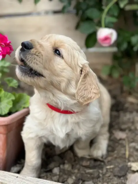 Golden Retriever  Banjo