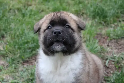 Akita Americain  Be The One Galadriel'S Angels photo 2