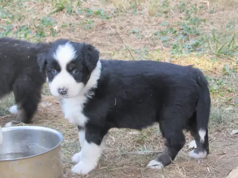 Berger Australien 
                        Chiot N°5  2dbbb