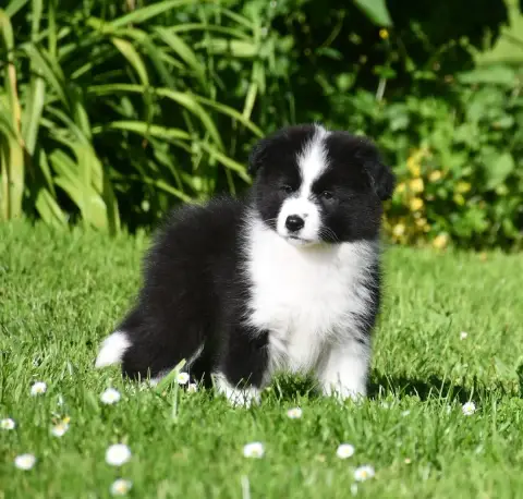 Border Collie  Garçon 1 Of Pacific Spirit photo 2