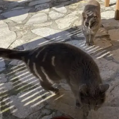 Chats Mimine Et Razmoket À L Adoption