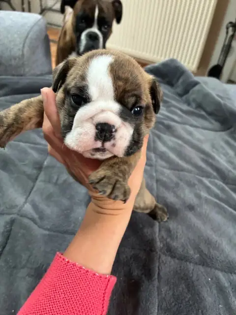 Bulldog Anglais  Chiot 2 Des Minis Trésors De Julia b8dbc photo 2