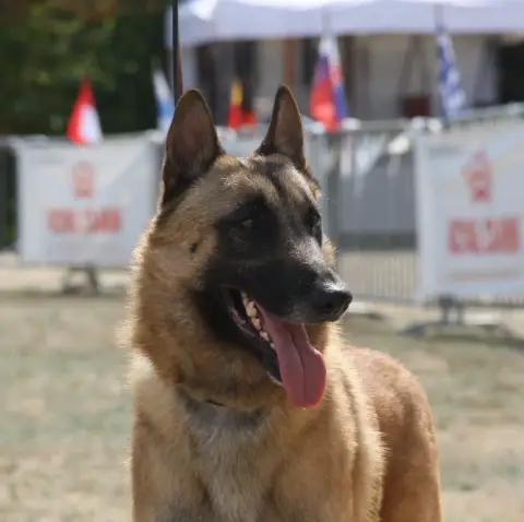 Berger Belge  Chiot 1 Du Domaine Du Pont De Loye photo 2