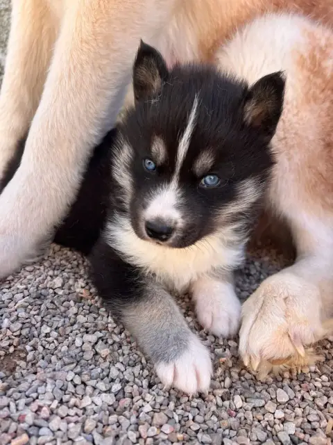 Siberian Husky  Chiot N°2 De Romane De La Fardelle