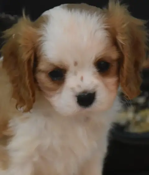 Cavalier King Charles Spaniel  Beth De La Combe Berai d9ca8 photo 2