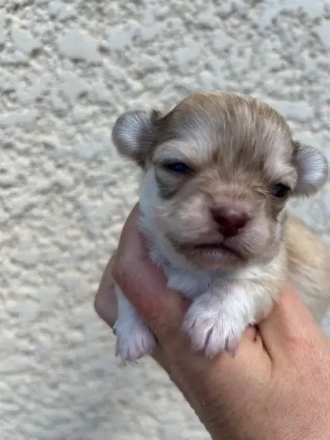 Chihuahua  Blewy Des Petits Trésors D'Angel photo 2
