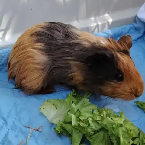 Cochon D'Inde
