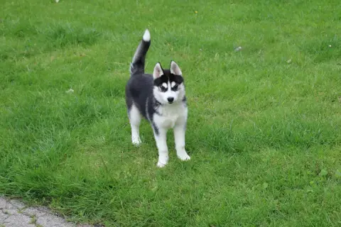 Siberian Husky  Chiot N°4 Des Legendes Du Triskel