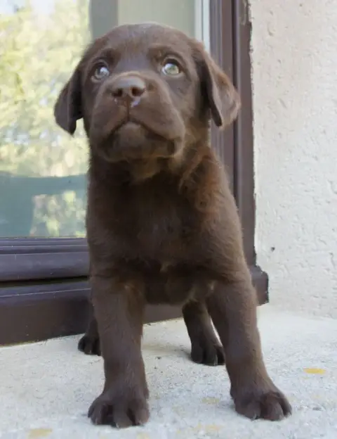 Labrador Retriever  Mc2 Des Assards De Pierregourde b228b photo 2