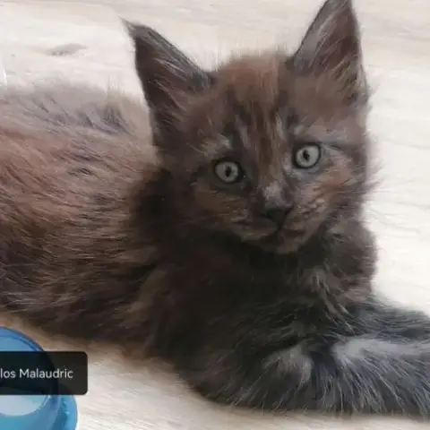 Chatons Maine Coon Sqr 3