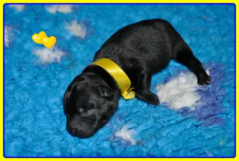 Staffordshire Bull Terrier  B......... photo 2