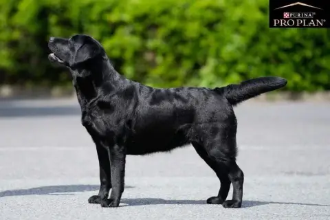Labrador Retriever  Noire 2 Des Terres Sacrees photo 2