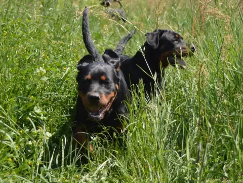 Rottweiler  Astra Des Cheuns Du Saintonge photo 3