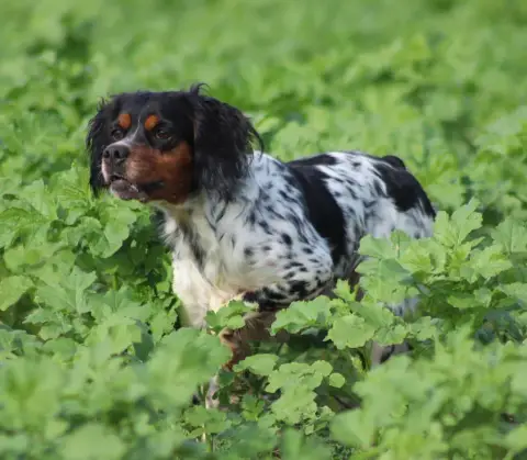 Epagneul Breton  Chiot N°1 De La Vallée De La Py photo 3