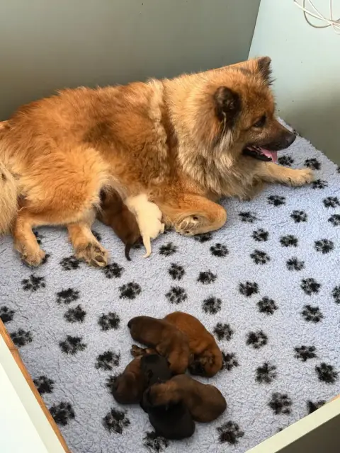 Eurasier  Chiot 1 Des Loups Du Midour