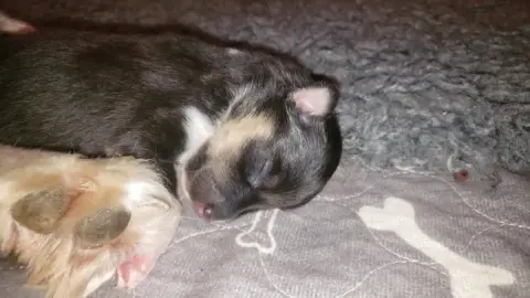 Shetland Sheepdog  Chiot N°1 Of Chiprey'S Hamlet