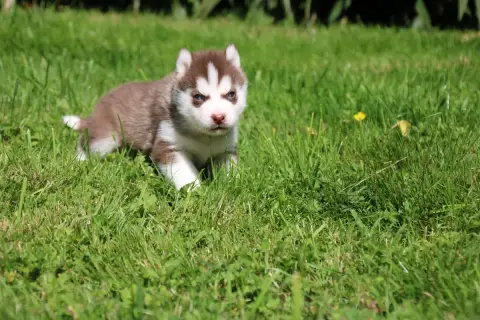 Siberian Husky  Chiot N°2 Des Legendes Du Triskel photo 3