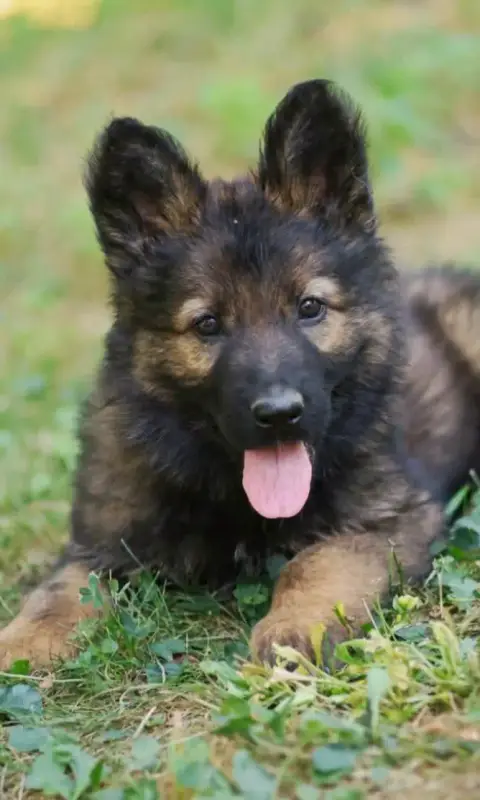 Berger Allemand 
                        Chiot N°4 Au b4133 photo 2