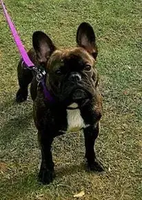 Bouledogue Français  Madame B Domaine De Floyd Et Lou b6ae7 photo 3