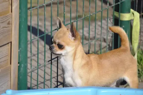 Chihuahua  Alora Du Moulin Des Petits Gringos photo 3
