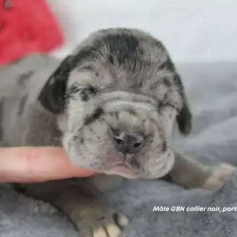 Chiots Dogue Allemand Lof - Portée De Alienor