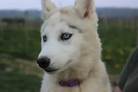 Siberian Husky  Avanna Du Mont Beloukha