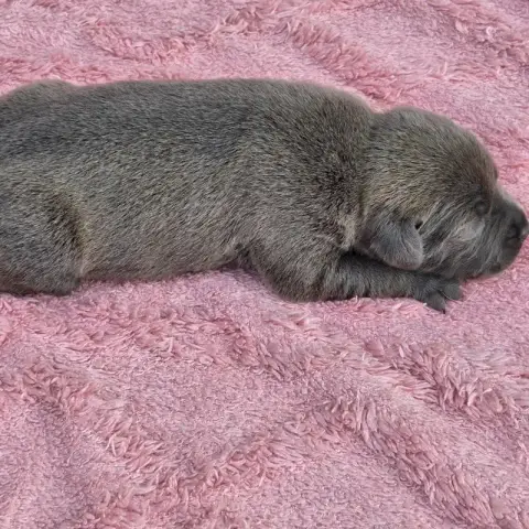 Staffordshire Bull Terrier 
                        B 462e6 photo 2