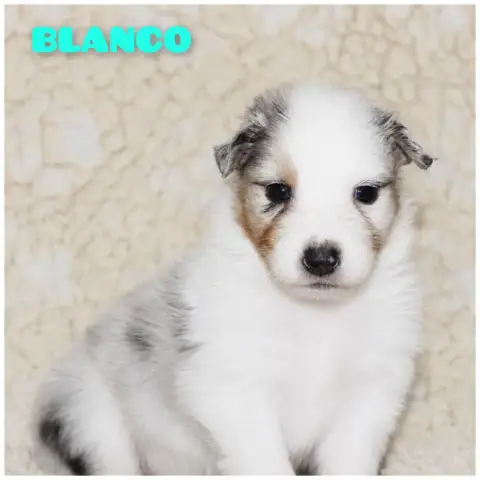 Berger Australien  Blanco White Snow Sheperds