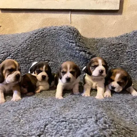 Chiot Beagle