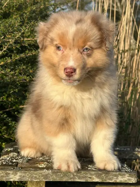 Berger Australien  Chiot 3 De L'Empereur Sirius