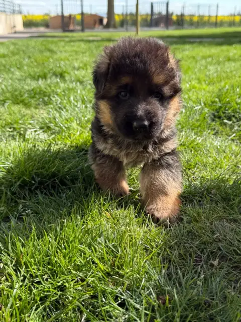 Berger Allemand  Chiot N°2 Du Moulin De Madjurie