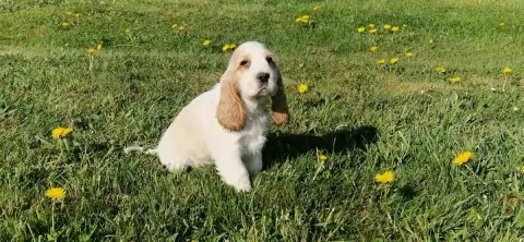 Cocker Spaniel Anglais  Prénom Libre Des Terres Des F 1ade8