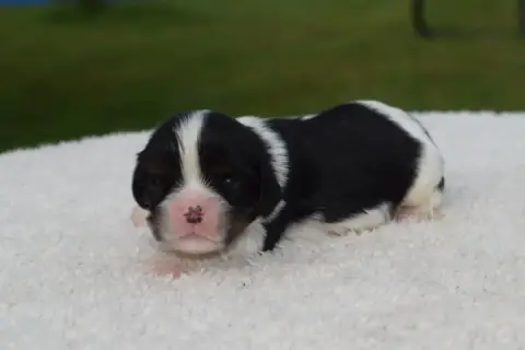 Cavalier King Charles Spaniel  B....... Du Millésime  14125 photo 3