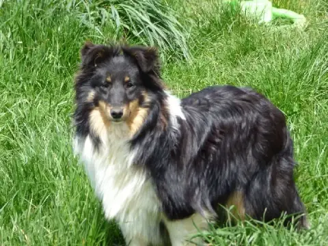 Shetland Sheepdog  Chiot N°1 Of Chiprey'S Hamlet photo 2