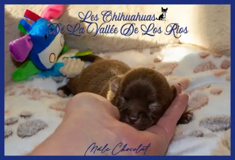 Chihuahua photo 2