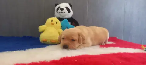 Labrador Retriever 
                        Chiot N°1 93af9