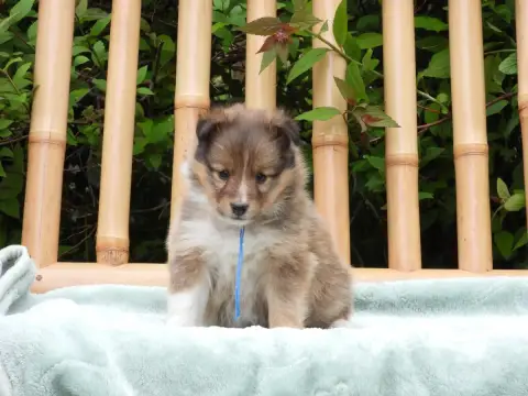 Shetland Sheepdog  Chiot N°3 Du Sapin Vert photo 2