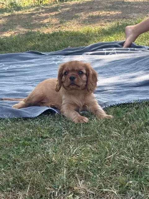 Cavalier King Charles Spaniel 
                       55071