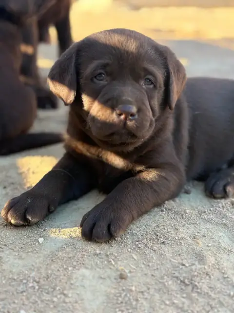Labrador Retriever  Chiot 6 Du Domaine De Terrut